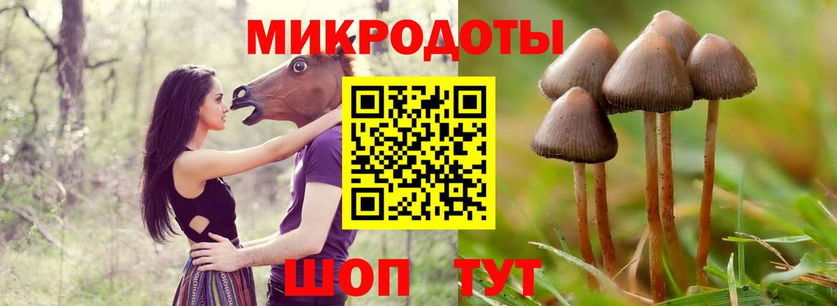 Псилоцибиновые грибы прущие грибы  Мытищи  Псилоцибиновые грибы Psilocybe 
